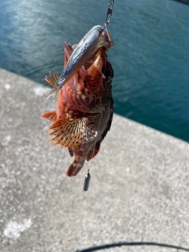 カサゴの釣果