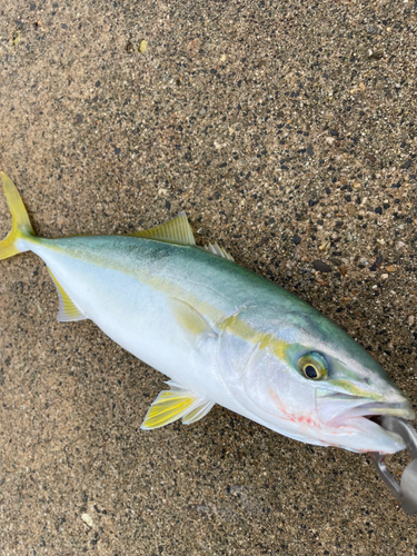 イナダの釣果