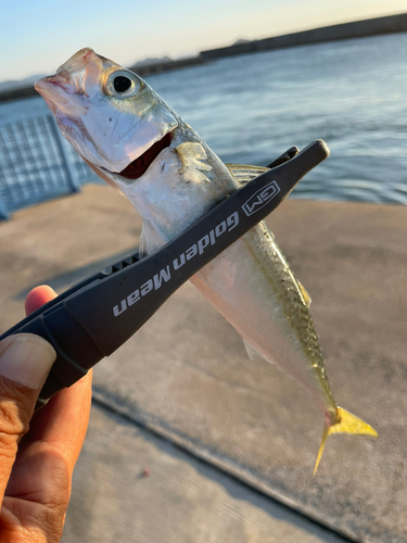 サバの釣果