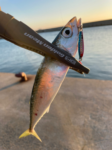 サバの釣果