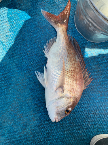 マダイの釣果