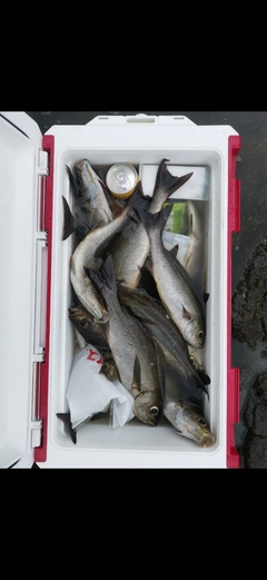 イサキの釣果