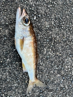 ムツの釣果