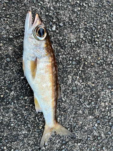 ムツの釣果