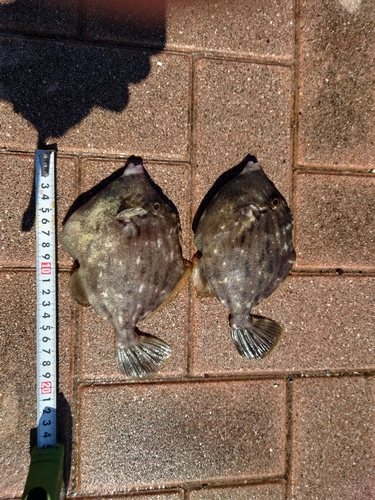 カワハギの釣果