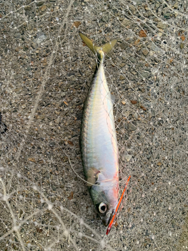 サバの釣果