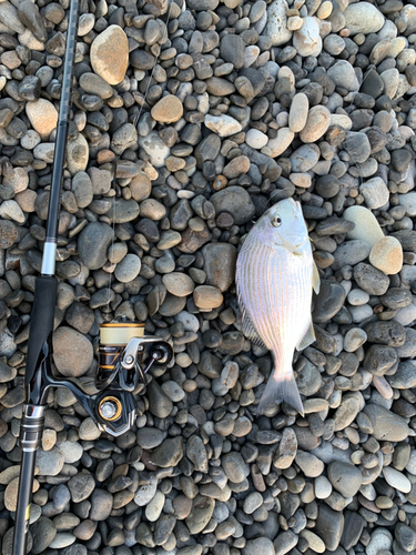 ヘダイの釣果