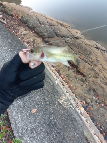 ブラックバスの釣果