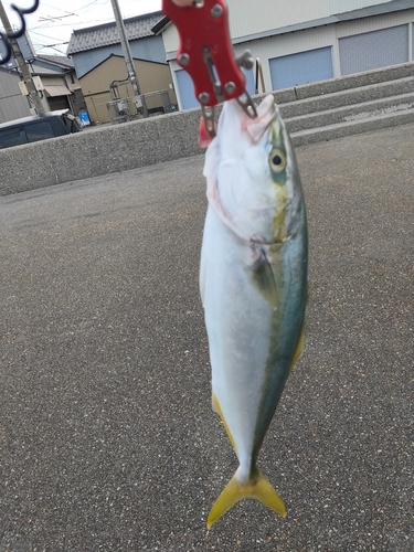 ツバイソの釣果