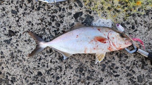 ネリゴの釣果