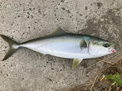 ハマチの釣果