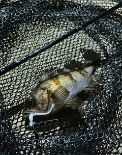 メバルの釣果