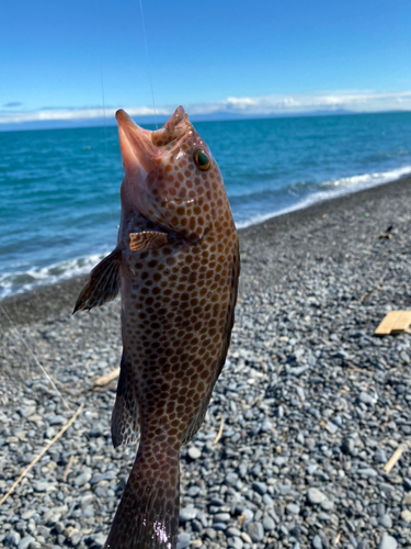 オオモンハタの釣果