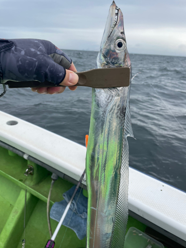 タチウオの釣果