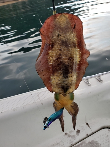 アオリイカの釣果