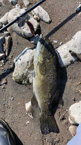 スモールマウスバスの釣果