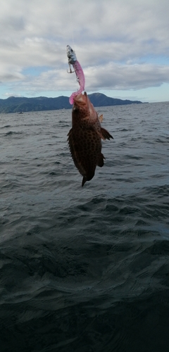 オオモンハタの釣果