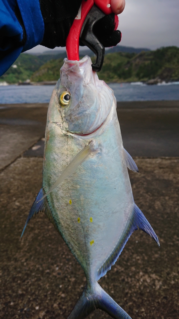 ナンヨウカイワリ