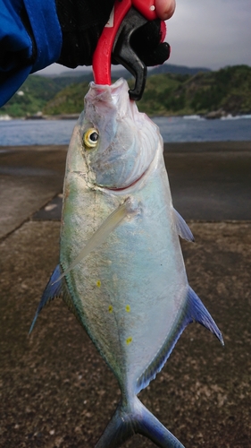 ナンヨウカイワリの釣果