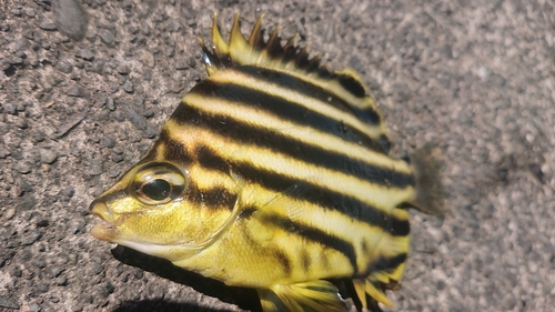 カゴカキダイの釣果