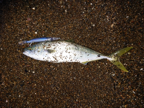 ワカシの釣果