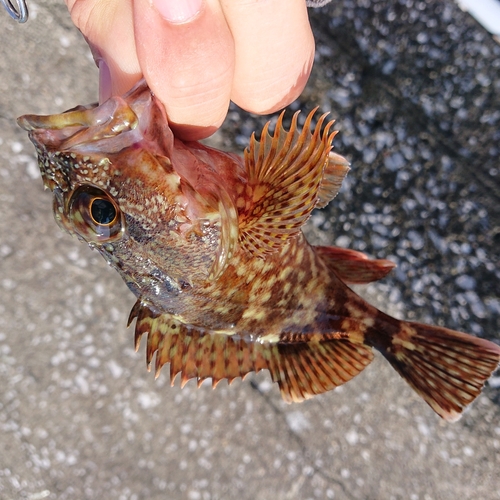 アラカブの釣果