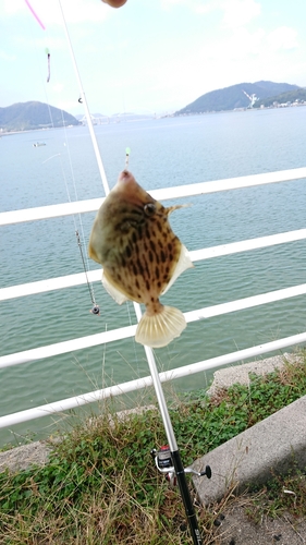 カワハギの釣果