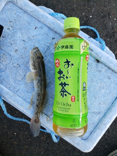 ハゼの釣果