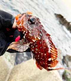ガシラの釣果