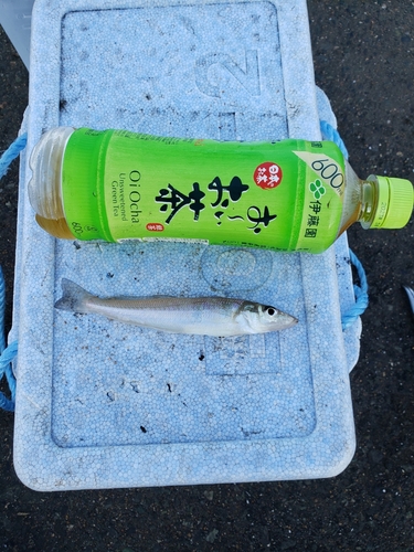 シロギスの釣果