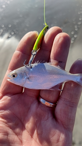 釣果