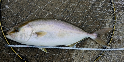 ショゴの釣果