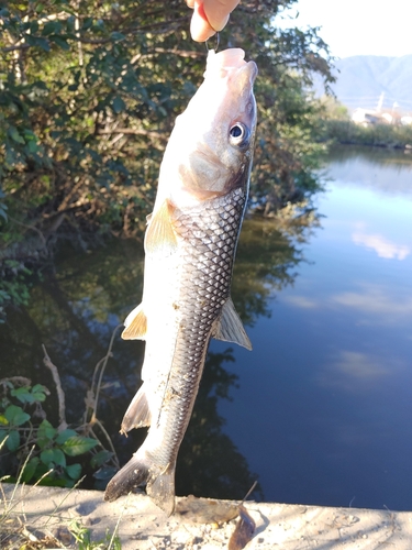 釣果