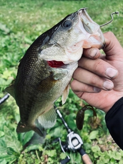 ラージマウスバスの釣果