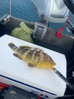 アオハタの釣果