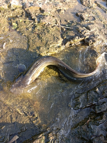 ナマズの釣果