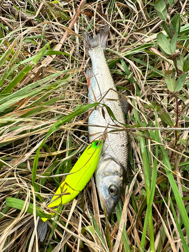 ウグイの釣果