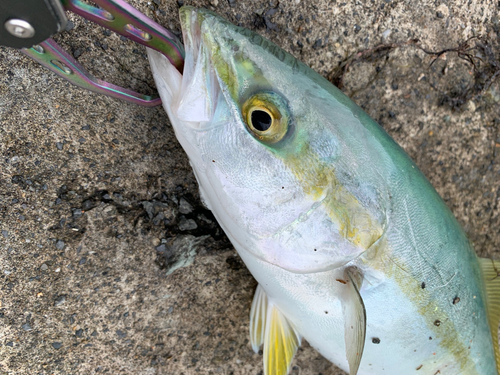 ツバスの釣果