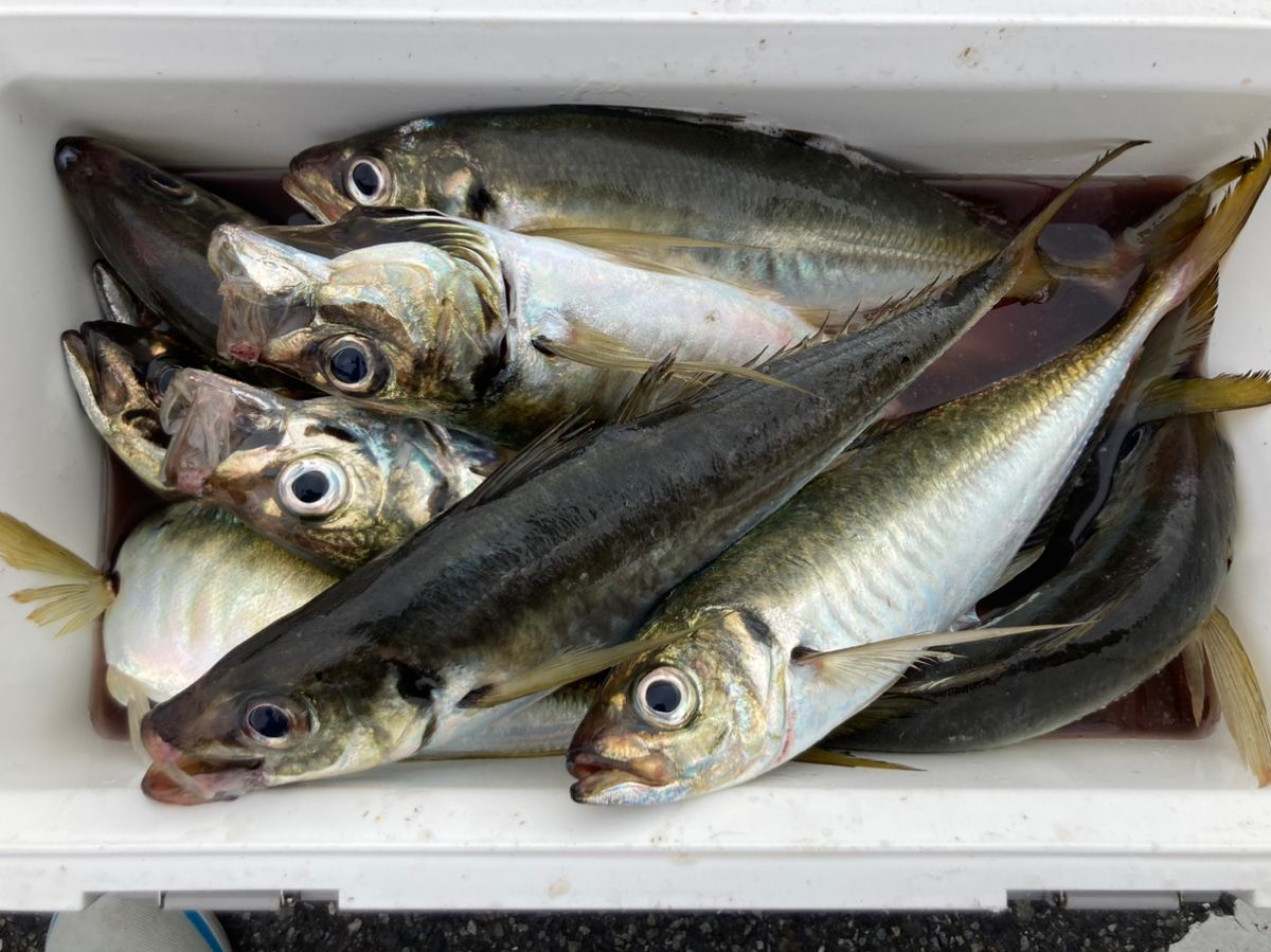 ルナパパさんの釣果 2枚目の画像