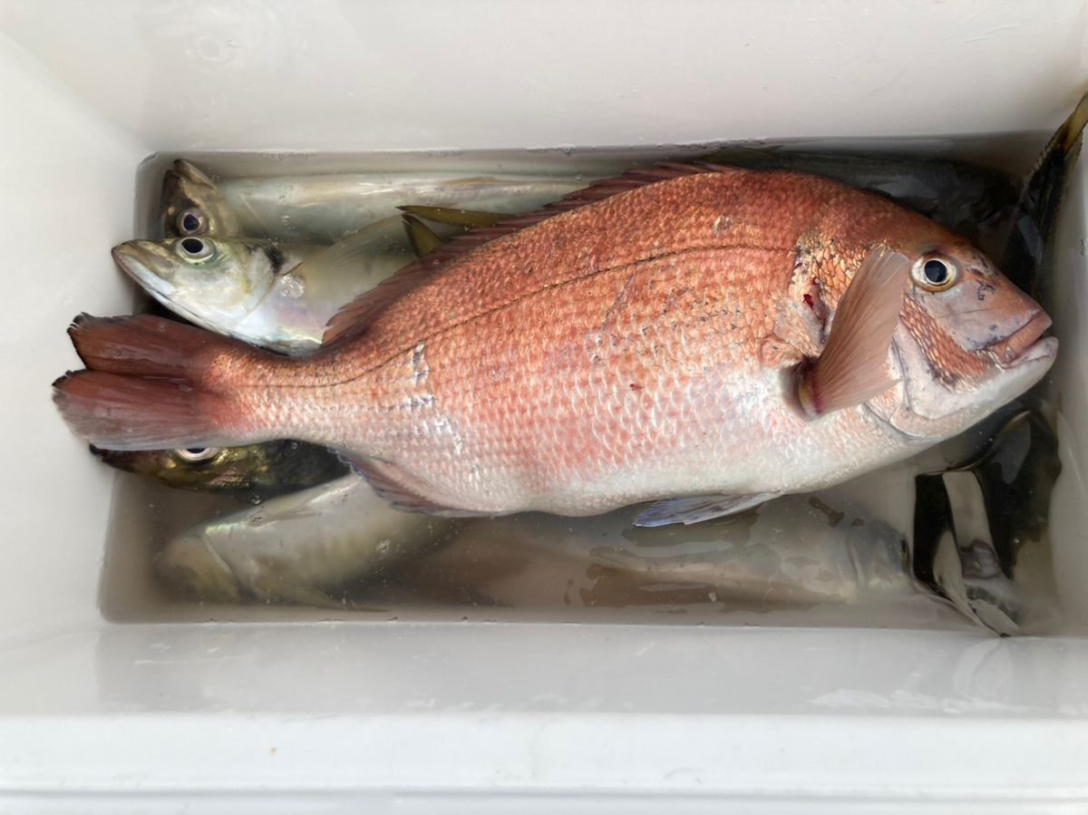 ルナパパさんの釣果 3枚目の画像