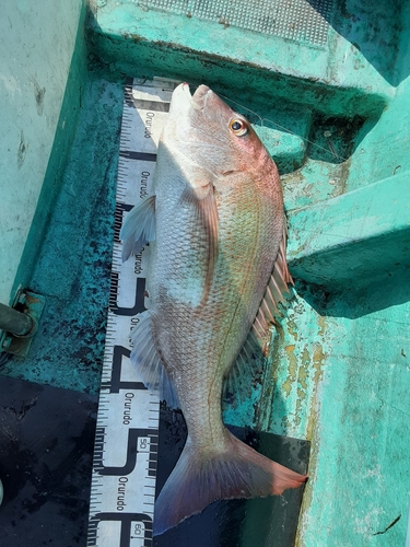 マダイの釣果