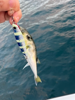 シロサバフグの釣果