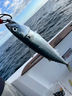 サバの釣果