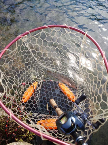 イワナの釣果