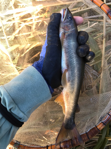 アユの釣果