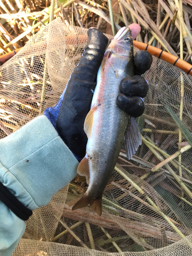 アユの釣果