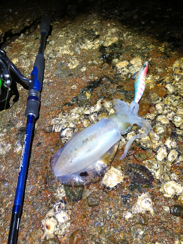 アオリイカの釣果