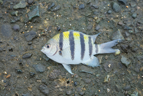 オヤビッチャの釣果