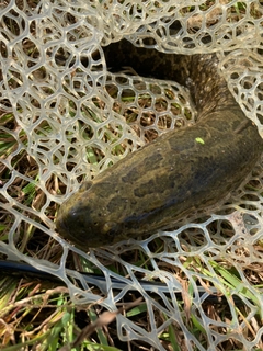 ライギョの釣果