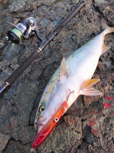 ハマチの釣果